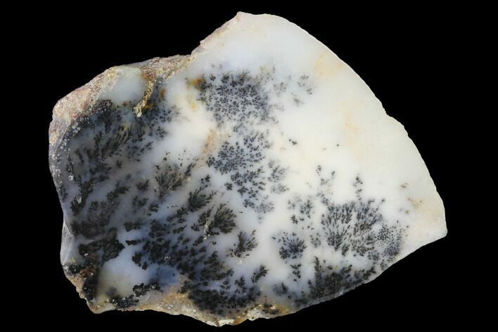 Polished Dendritic Plume Agate - Eastern Oregon #141211